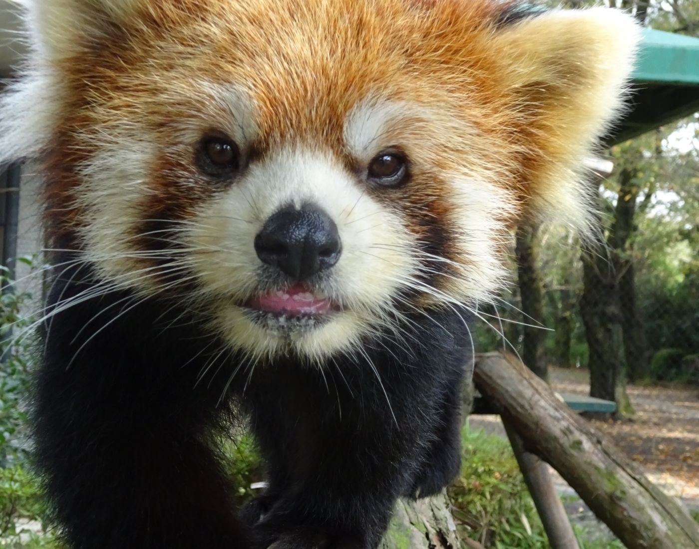 🐼 히노톤톤 동물원 (하무라시 동물공원) 이미지 5